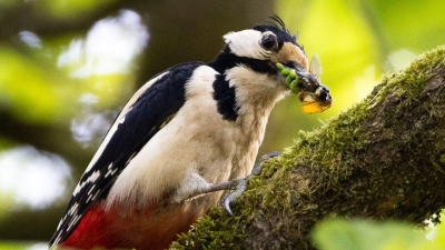 Typische Waldvögel, wie der Buntspecht, sind immer häufiger in Wohngebieten vorzufinden. (Foto: Lando Hass/dpa)