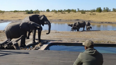 Im Somalisa-Camp haben Elefanten einen Pool für sich in Anspruch genommen - für die Gäste wurde kurzerhand ein neuer gebaut. (Foto: Simone Spohr/dpa-tmn)