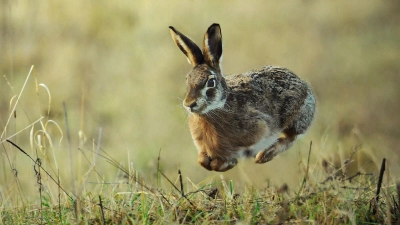 Ein Hase kreuzte die Fahrbahn und ein 19-Jähriger stürzte von seinem Pedelec. (Symbolbild: Milan/BN)