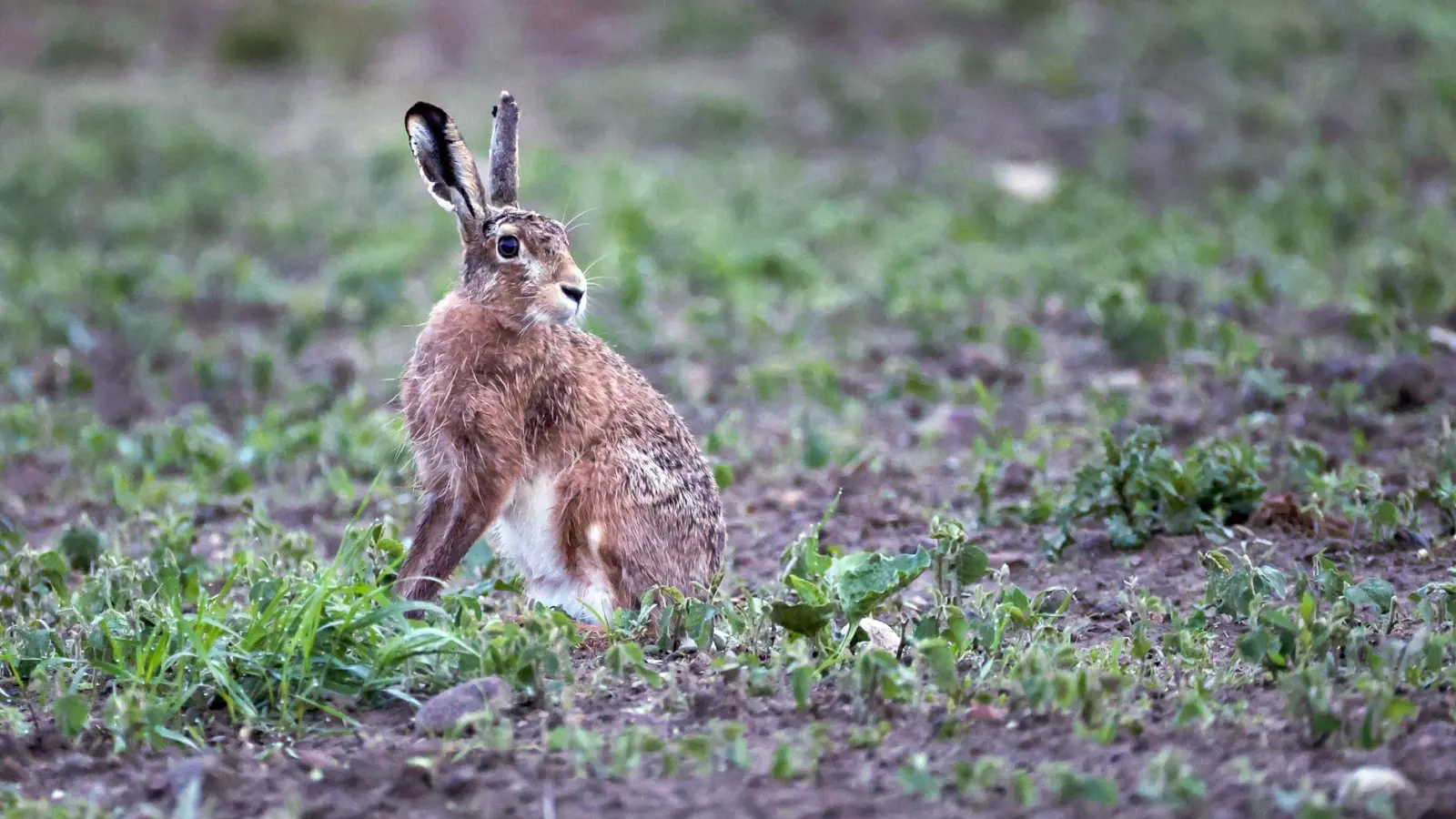 In Deutschland können besonders Feldhasen den Erreger in sich tragen. (Archivbild) (Foto: Thomas Warnack/dpa)