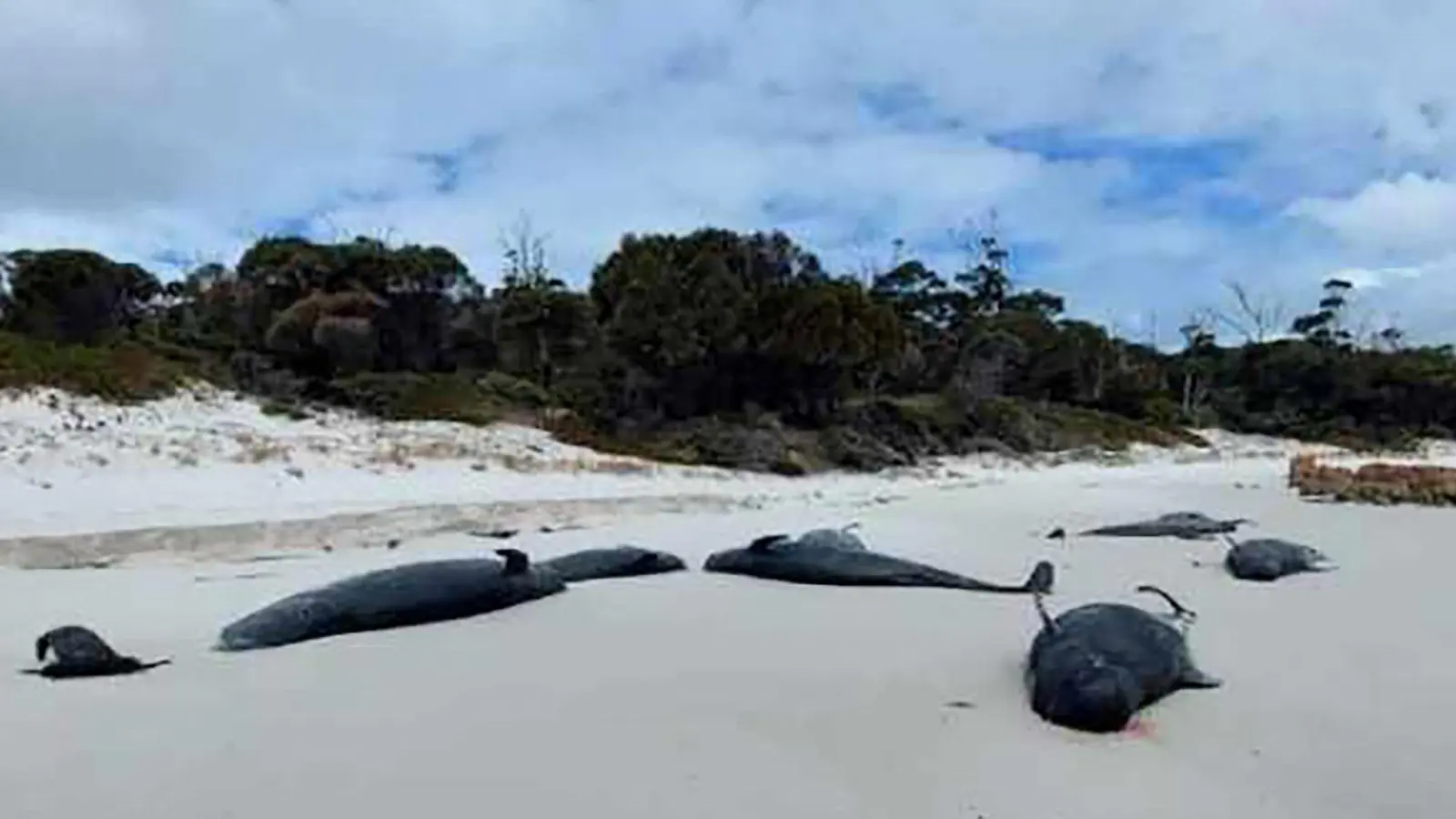 An einem Strand in Tasmanien wurden mehr als 30 tote Grindwale entdeckt. (Foto: -/Department of Natural Resources and Environment Tasmania via AAP/dpa)
