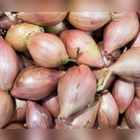 Pikant-süßliches Aroma, aber schwer zu schälen: Schalotten. (Foto: Robert Günther/dpa-tmn)