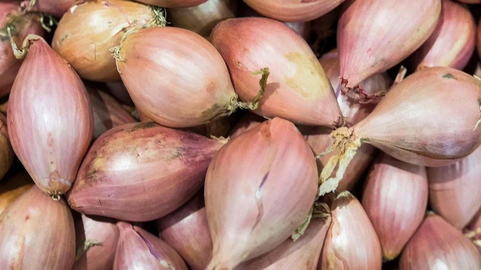 Pikant-süßliches Aroma, aber schwer zu schälen: Schalotten. (Foto: Robert Günther/dpa-tmn)
