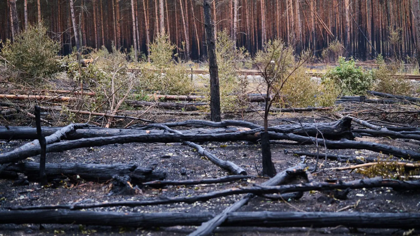 Schwarz verkohlte Baumstämme liegen auf dem Waldboden in Treuenbrietzen: Die Waldbrände in Brandenburg sind vorerst gelöscht. (Foto: Annette Riedl/dpa)