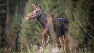 „Die große Elchwanderung“ wird millionenfach gestreamt. (Foto: Anders Strömquist/Den stora älgvandringen/Sveriges Television/dpa)