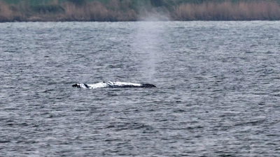 Tag vier der Rettungsaktion - rund um den Wal laufen die Vorbereitungen für seinen Transport ins offene Meer. (Foto: Bernd Wüstneck/dpa)