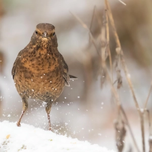 Kalte Füße? - gesehen bei Kleinerlbach (Foto: Herbert Nitsche)