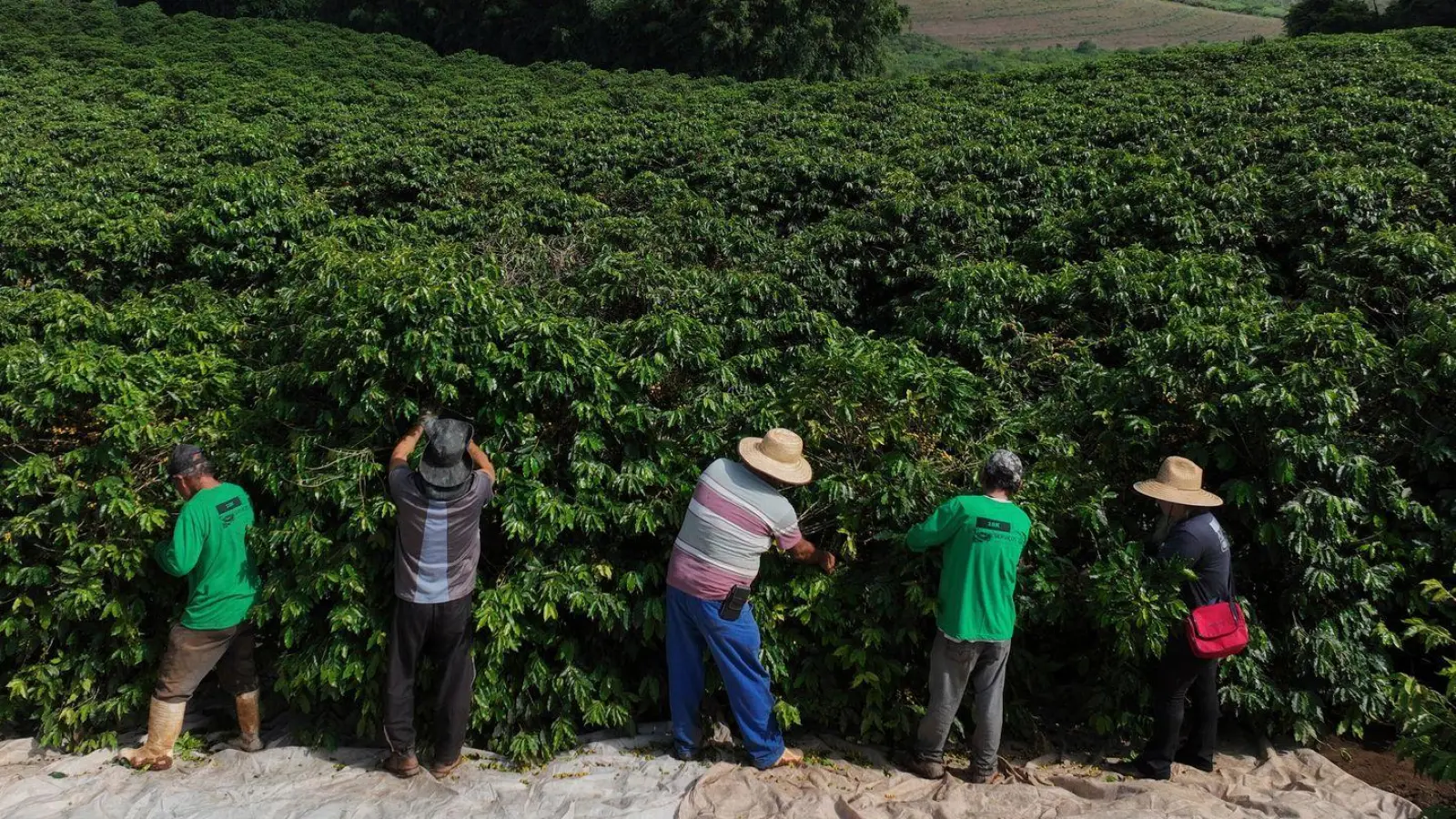 Heftiger Starkregen bedroht laut einer Studie zunehmend die Kaffeeproduktion im weltweit größten Anbauland Brasilien. (Archivbild) (Foto: Andre Penner/AP/dpa)