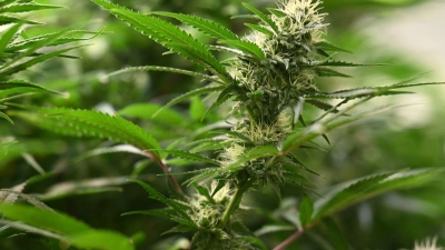 Die Polizei entdeckte in einer Werkstatt eine Aufzuchtanlage. (Symbolbild) (Foto: Martin Schutt/dpa)