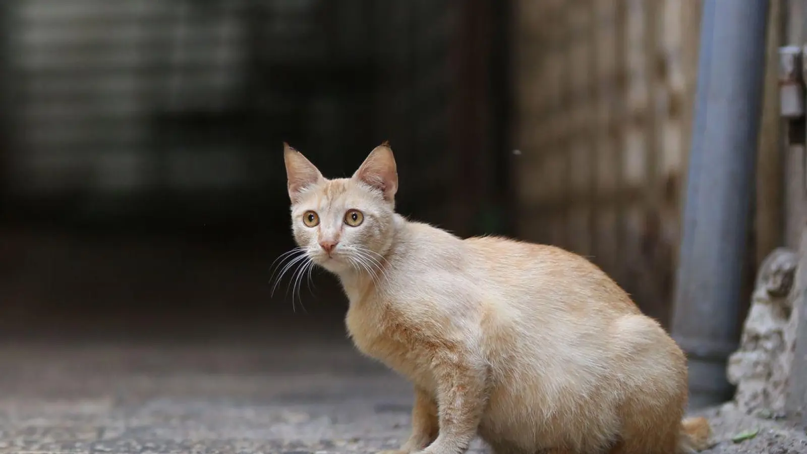 Tausende Katzen sind auf Zypern an einem Tier-Coronavirus gestorben. (Foto: Shadi Jarar'ah/APA Images via ZUMA Wire/dpa)