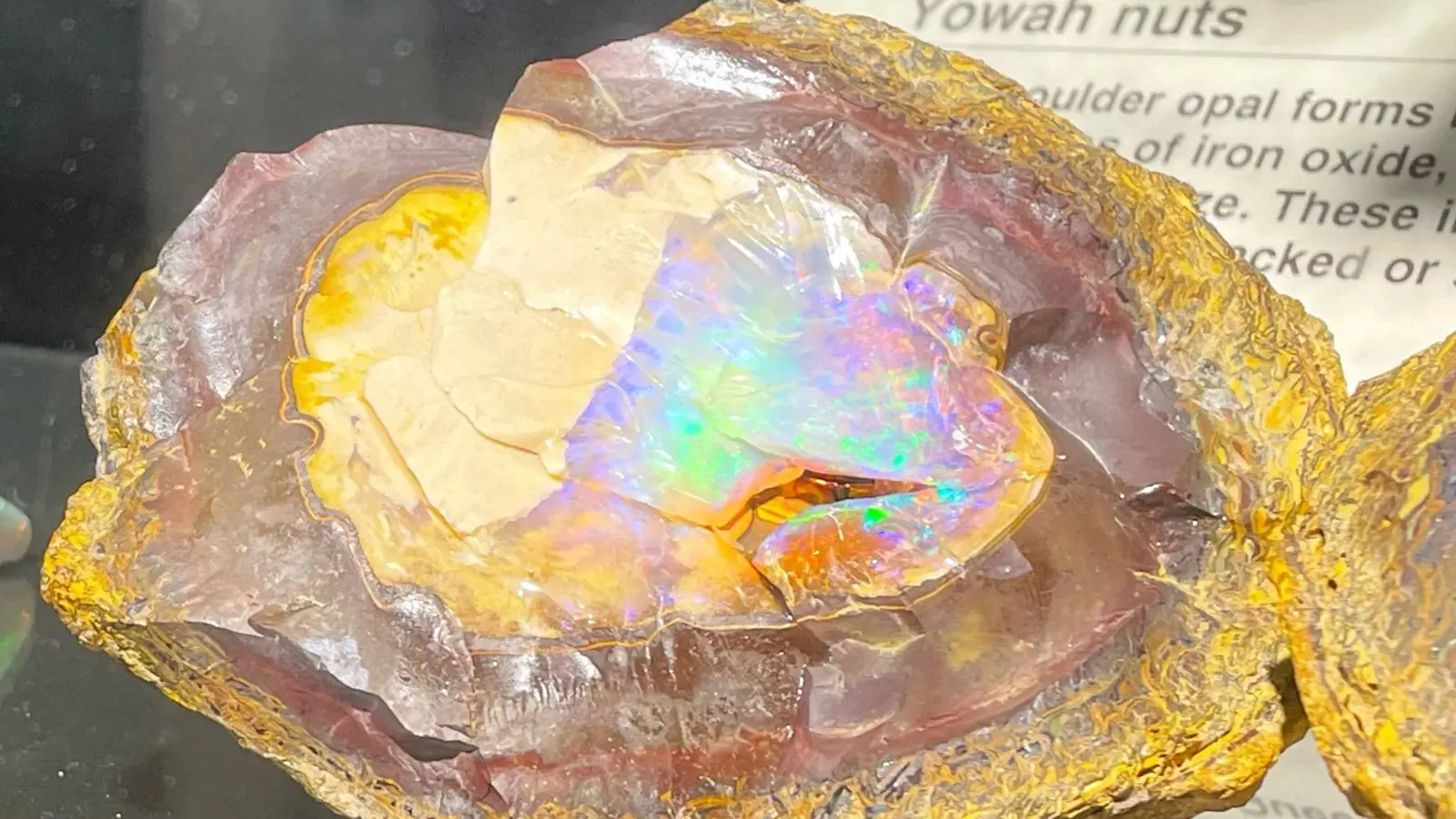 Ein unbearbeiteter Opal, der von seinem Muttergestein umgeben ist, sticht als Exponat der National Opal Collection hervor. (Foto: Michelle Ostwald/dpa)