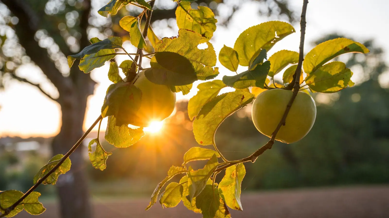 Die Sonne zeigt sich bis zur Wochenmitte noch öfter in Deutschland.  (Foto: Daniel Vogl/dpa)