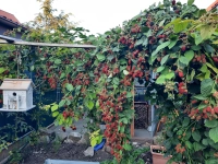 Von den großen Beeren - gesehen in Bad Windsheim (Foto: Anja Meder)