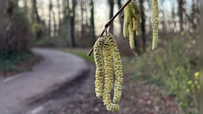Noch nicht mal Weihnachten, aber schon die ersten Frühlingsboten: An einem Haselstrauch blühen die sogenannten Kätzchen.  (Foto: Marc Herwig/dpa)