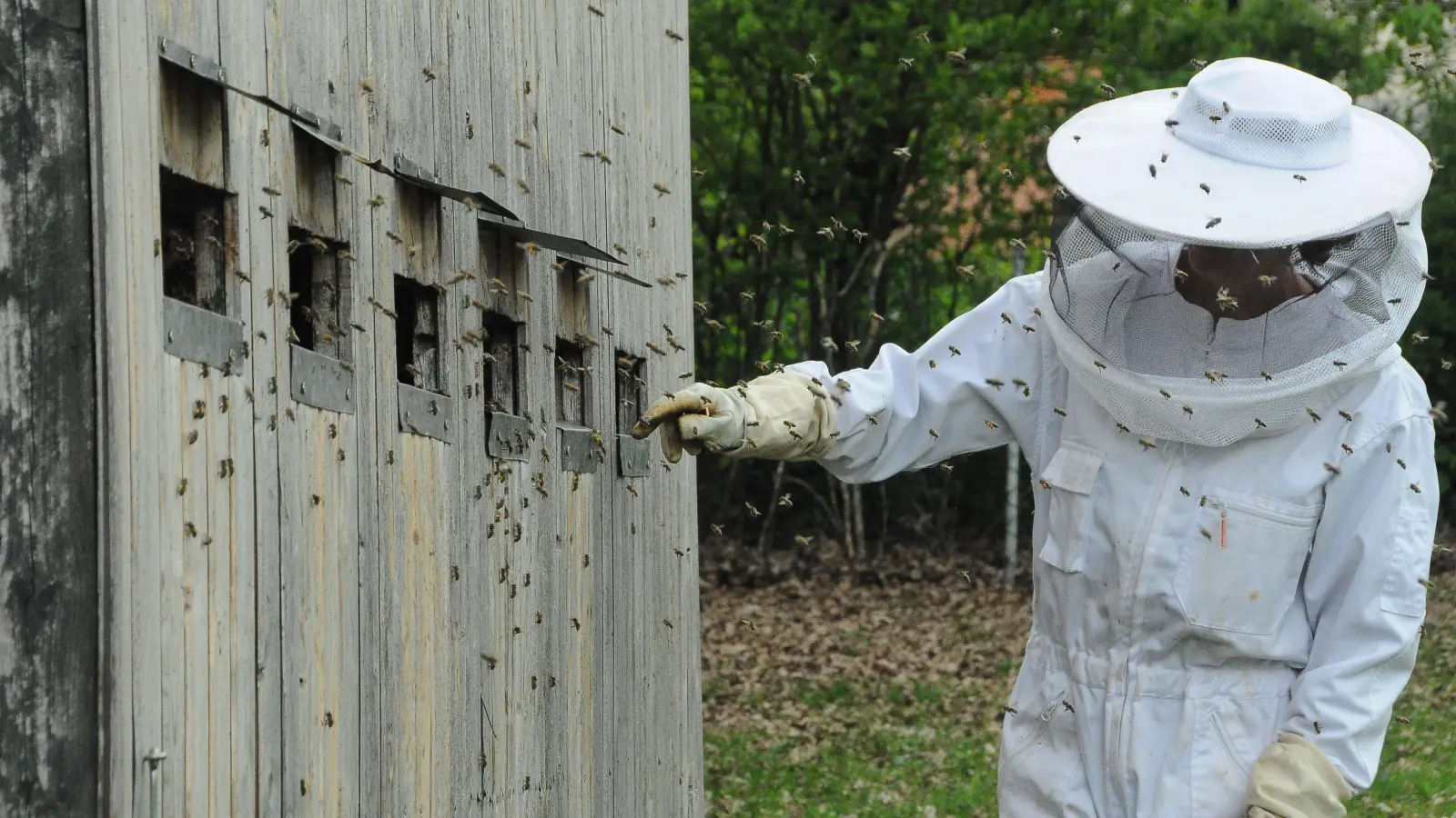 Eine Infektion mit der Faulbrut läuft meist im Verborgenen ab, offensichtliche Schäden am Bienenvolk gibt es nicht. Die Infektion sorgt dafür, dass die Bienenlarven absterben. (Archivfoto: Wolfgang Grebenhof)