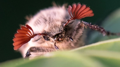Maikäfer profitieren von den trockenen Bedingungen im Hessischen Ried. (Archivbild) (Foto: Boris Roessler/dpa)