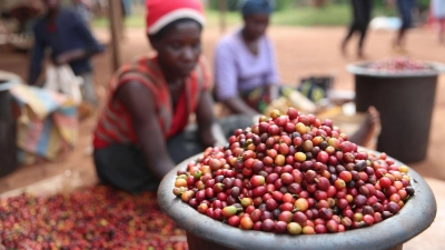 Das schwarzes Gold ist in Gefahr: Die Folgen der Klimakrise sind für die Kaffeeindustrie enorm. (Foto: Long Lei/XinHua/dpa)