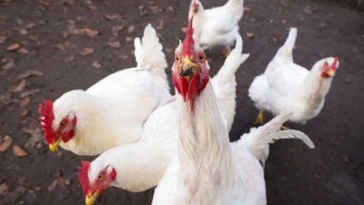Wer hat Dutzende Hühner aus einem Auslauf in Niederoberbach gestohlen? (Symbolbild: Christian Charisius/dpa)