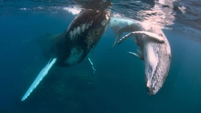 Buckelwale können bis zu 18 Meter lang werden.  (Foto: Gene Flipse/Conscious Breath Adventures/dpa-tmn)