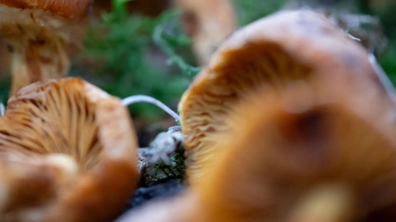 In Bayern wachsen mehr als 6.000 Großpilzarten. Auch Löwengelbe Rauköpfe zählen dazu. (Archivbild) (Foto: Sven Hoppe/dpa)