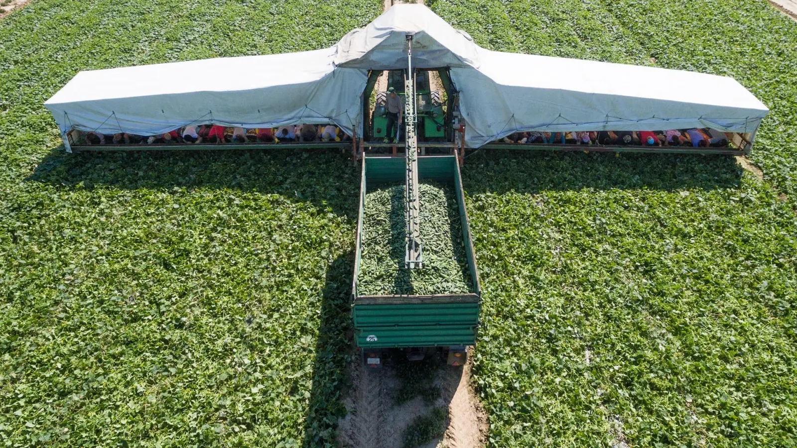 Die Gurkensaison in Niederbayern geht dem Ende entgegen. (Archivbild) (Foto: Armin Weigel/dpa)