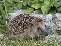 Herbstspaziergang im Garten - gesehen in Diespeck (Foto: Renate Wick)
