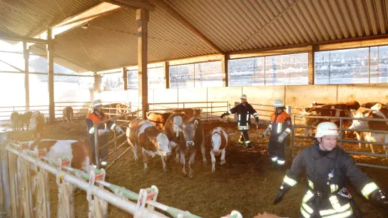 Feuerwehrleuten gelang es, alle Rinder unverletzt aus dem Stall zu treiben.  (Foto: Peter Tippl)