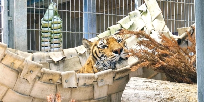 Die letzte Aufnahme von der Tiger-Seniorin zeigt sie in ihrer geliebten Hängematte. (Foto: Florian Beer)