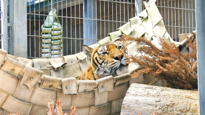 Die letzte Aufnahme von der Tiger-Seniorin zeigt sie in ihrer geliebten Hängematte. (Foto: Florian Beer)