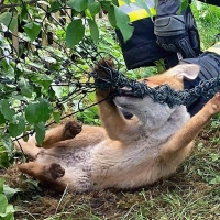 Die Einsatzkräfte helfen dem in Not geratenen Fuchs.  (Foto: -/Berufsfeuerwehr München/dpa)