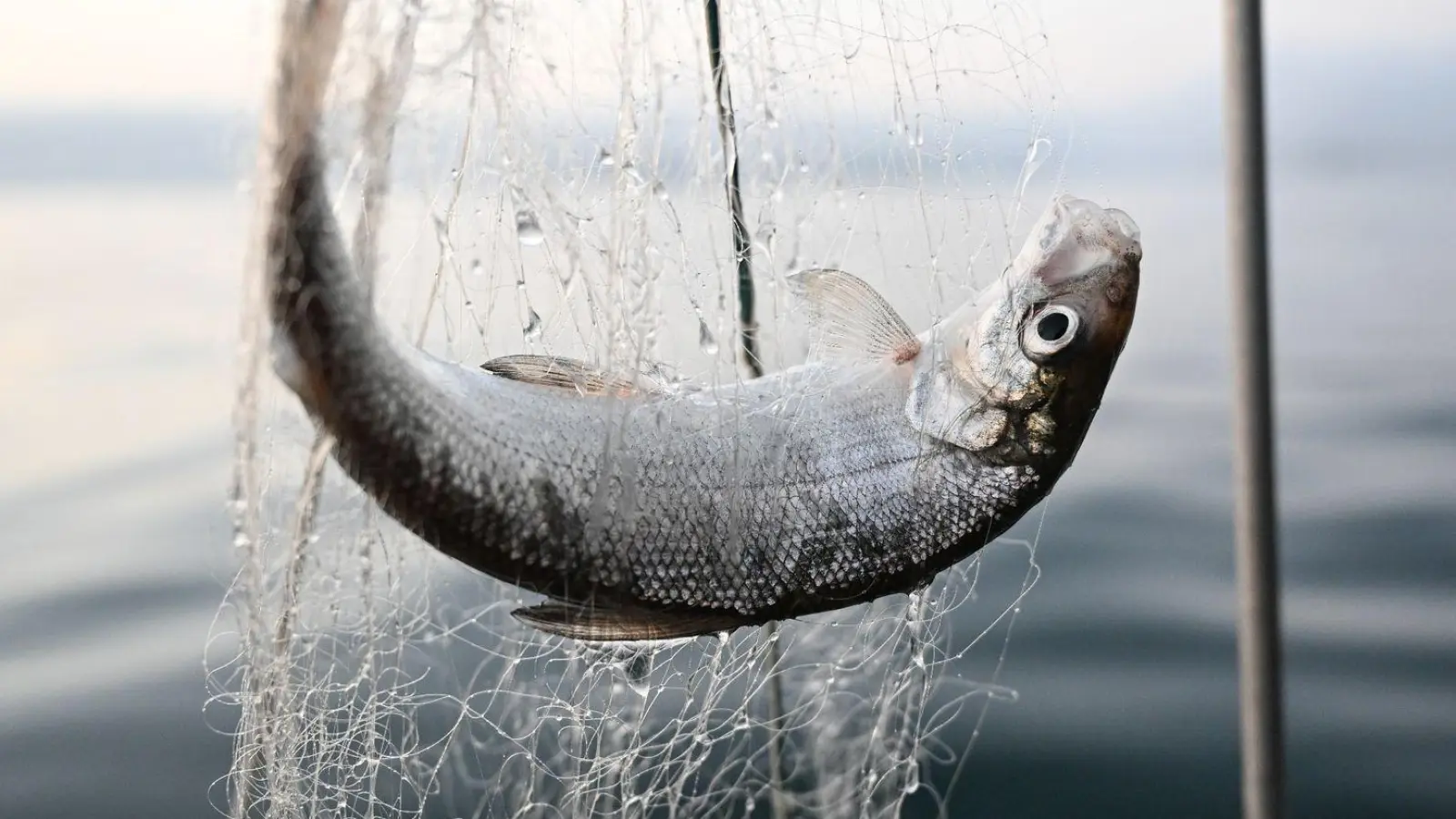Ein Felchen hängt im Netz, das ein Fischer eingeholt hat. (Foto: Felix Kästle/dpa)