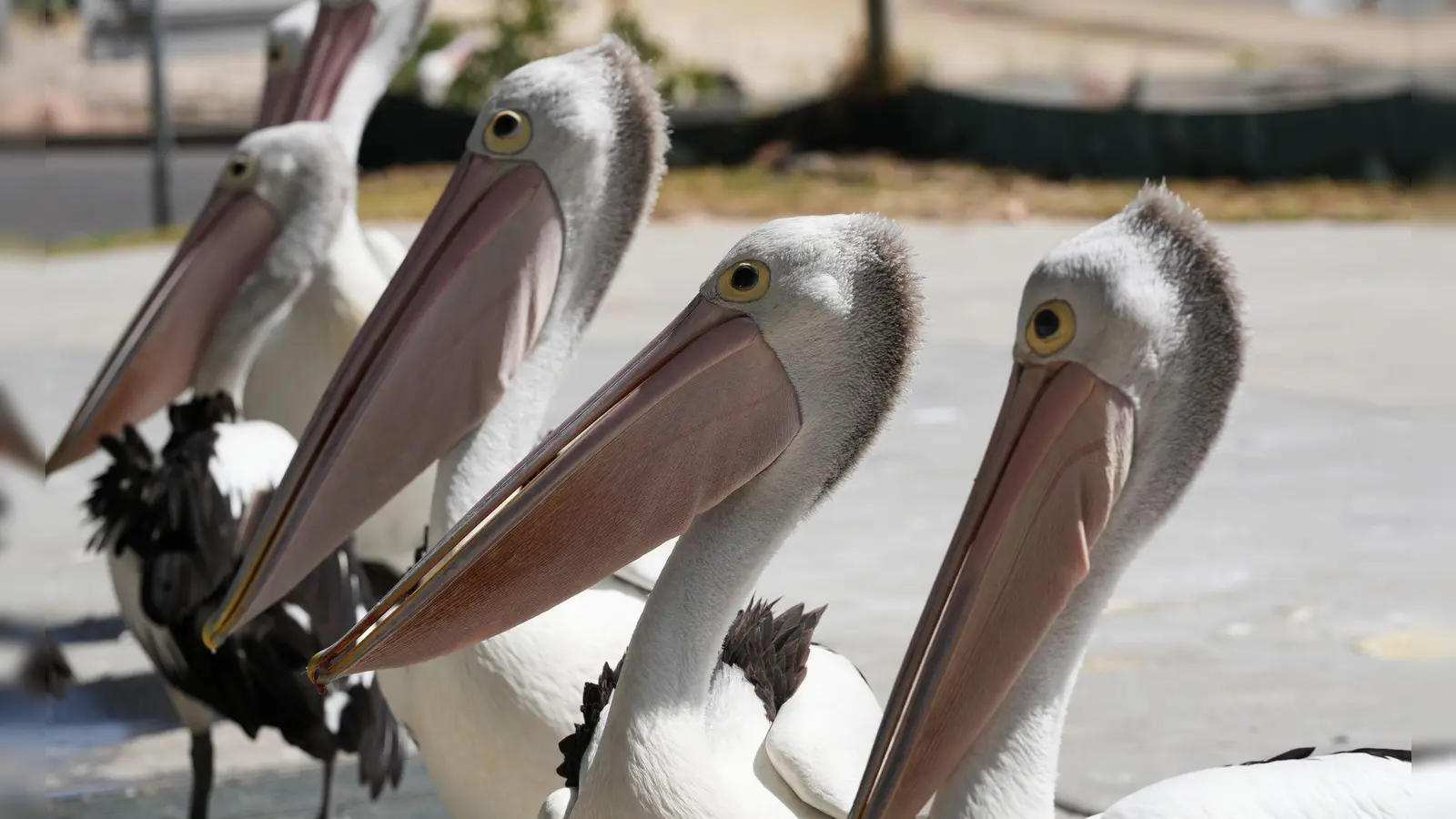 Eine Gruppe Pelikane wartet auf Abfälle, während Fischer ihren Fang am Little Beach in Port Stephens, nördlich von Sydney, reinigen. (Foto: Mark Baker/AP/dpa)