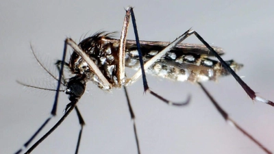 Die Gelbfiebermücke, Denguemücke oder Ägyptische Tigermücke überträgt verschiedene Krankheiten. (Foto: Gustavo Amador/epa efe/dpa)