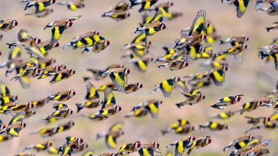 Farbkleckse im Wintergrau - bunte Diestelfinken unterwegs (Foto: Patrick Pleul/dpa)