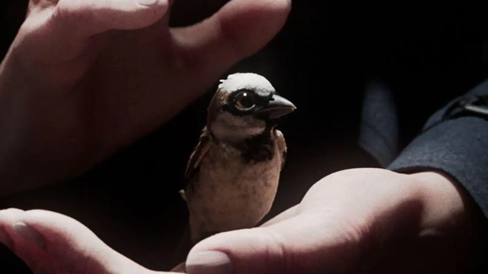 Der Kurzfilm „A Sparrow&#39;s Song“ gehört zu den großen Gewinnern der Preisverleihung. (Foto: -/Filmakademie Baden-Württemberg/dpa)