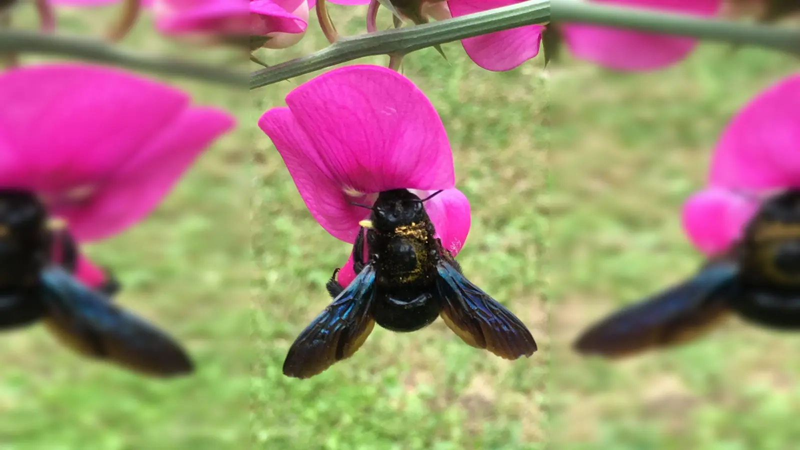 Summ, summ! Die Blauschimmernde Holzbiene fühlt sich am wohlsten, wenn sie sich an großen und nektarreichen Blüten sattessen kann. (Foto: Claudia Wittke-Gaida/dpa-tmn)