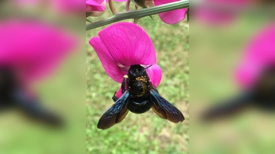Summ, summ! Die Blauschimmernde Holzbiene fühlt sich am wohlsten, wenn sie sich an großen und nektarreichen Blüten sattessen kann. (Foto: Claudia Wittke-Gaida/dpa-tmn)
