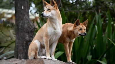 Ein Dingo-Pärchen im Taronga Zoo in Sydney. (Foto: Dan Himbrechts/AAP/dpa)