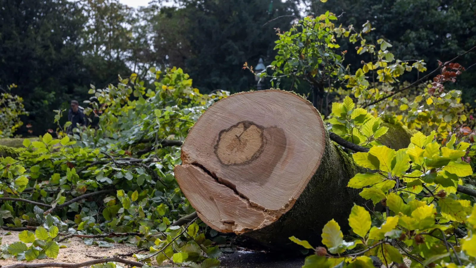 Im Würzburger Ringpark stürzte ein Baum auf eine Radfahrerin - später wird er zerkleinert. (Foto: Heiko Becker/dpa)