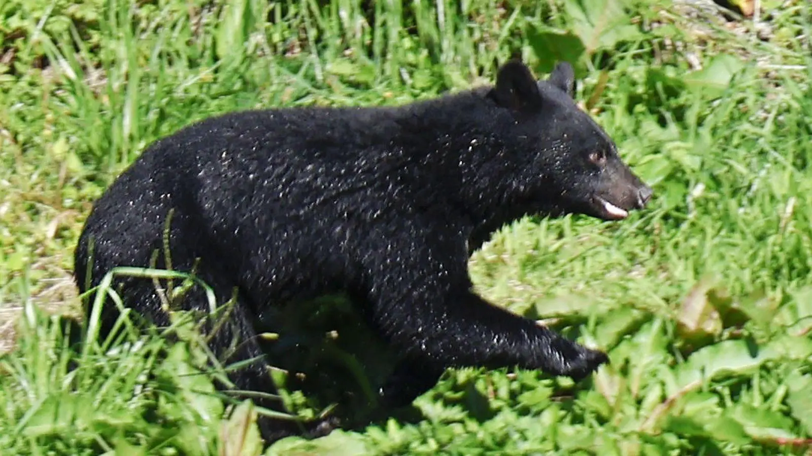 Immer mehr Menschen werden in Japan von Bären angegriffen. (Archivbild) (Foto: Uncredited/kyodo/dpa)