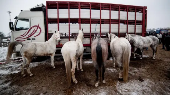 Eine Bürgerinitiative fordert, das Schlachten von Pferden EU-weit zu verbieten. (Foto: Michal Walczak/PAP/dpa-tmn)