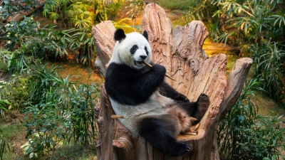 Riesenpandas sind eine Seltenheit. Bald könnten zwei in München zu sehen sein. (Foto: Chan Long Hei/AP/dpa)