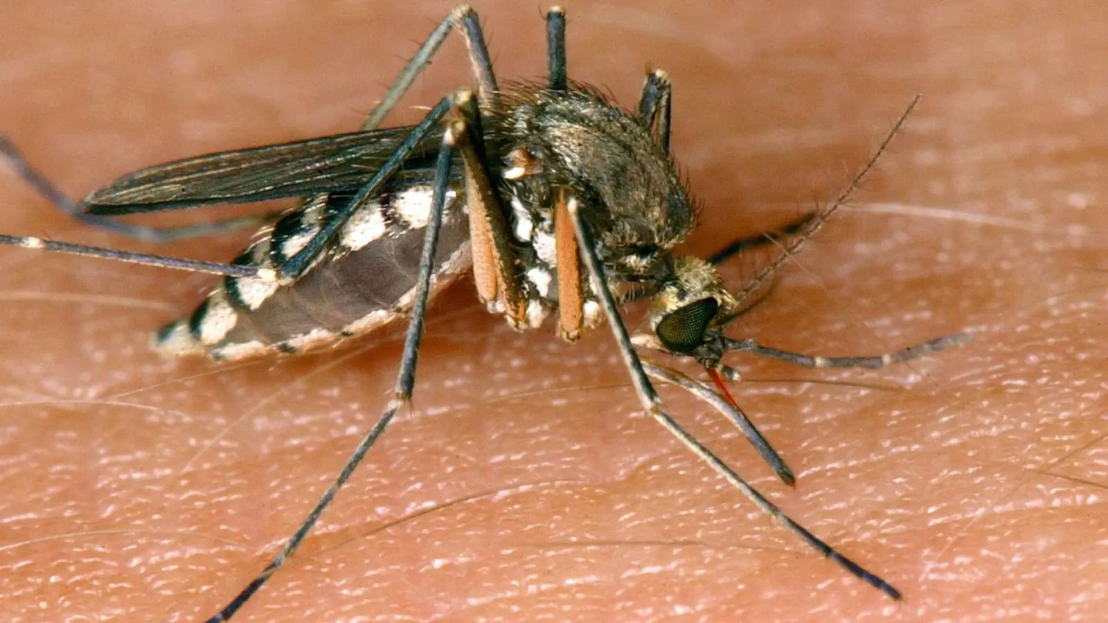 Das Sindbis-Virus (SINV) wird durch Stechmücken übertragen. (Foto: Andreas Lander/dpa-Zentralbild/dpa)