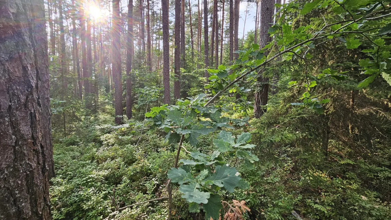 Ganz allmählich wachsen hier Eichen nach: Dieses Waldstück zwischen Herrieden und Wieseth gehört zum Jagdrevier von Walter Kraft. (Foto: Wolfgang Grebenhof)