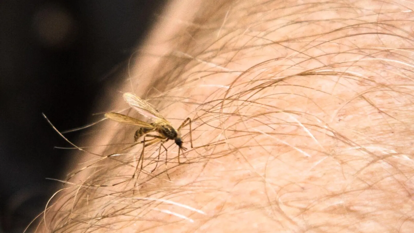 Das Chikungunyafieber breitet sich aus: In Norditalien steigt die Gefahr durch das Virus, daher ist wirksamer Mückenschutz jetzt besonders wichtig. (Foto: Christin Klose/dpa-tmn)