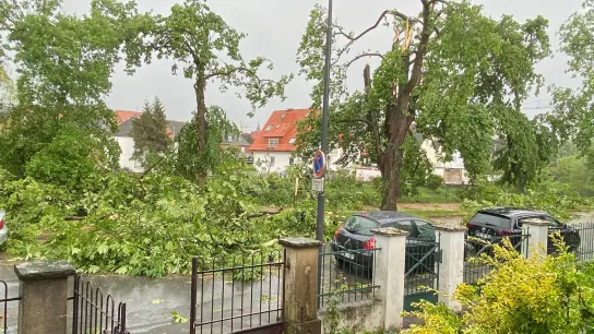 Umgestürzte Bäume nach einem mutmaßlichen Tornado in der nordrhein-westfälischen Stadt Lippstadt. (Foto: Ina Jütte/dpa)