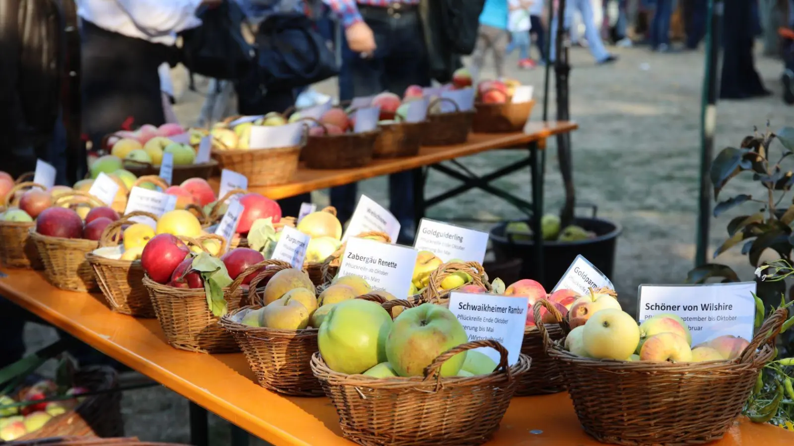 Am Streuobsttag können Besucherinnen und Besucher einen Einblick in die Pomologie – die Wissenschaft von Obstsorten und ihrer Einteilung – erhalten. (Foto: Hartmut Assel)