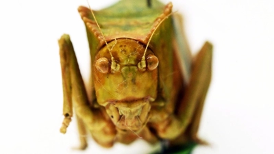 Riesenblattschrecken zählen zu den größten Insekten der Welt. (Foto: Uli Deck/dpa)