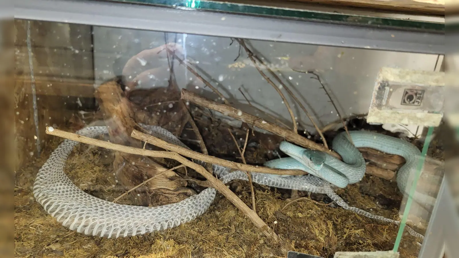 Eine Insel-Bambusotter in einem Terrarium.  (Foto: Auffangstation für Reptilien München e.V/dpa)