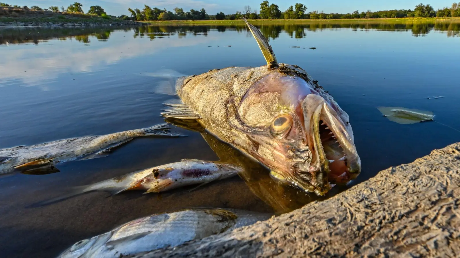 Tote Fische treiben im flachen Wasser der Oder. (Foto: Patrick Pleul/dpa)